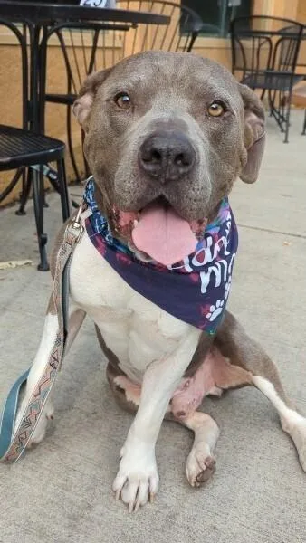 An adult large-sized male Gray / Blue / Silver Pit Bull Terrier dog named Hank for adoption in Tigard, OR