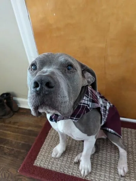 Hank thumbnail 3
