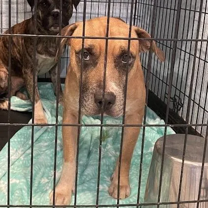 An adult medium-sized male Yellow / Tan / Blond / Fawn Mixed Breed dog named D for adoption in Port Charlotte, FL