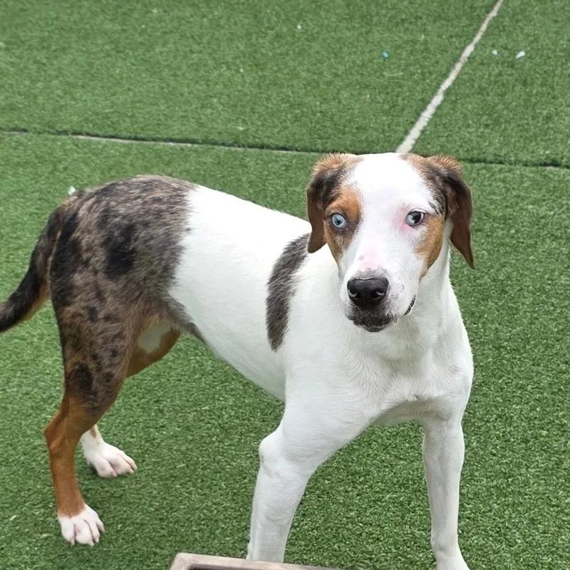 A young medium-sized female White / Cream Catahoula Leopard Dog dog named Valentina for adoption in Chatham, VA