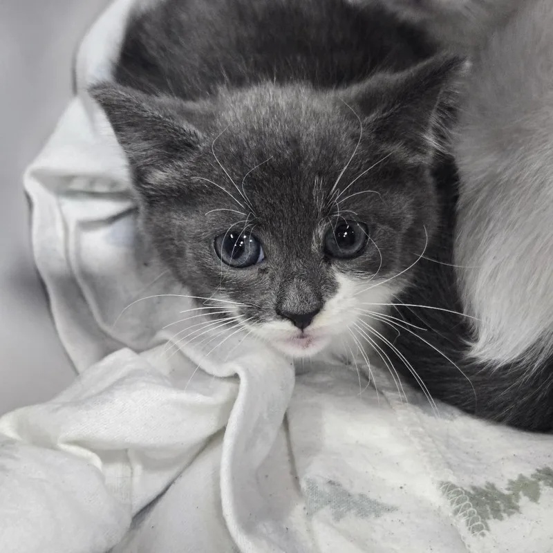 A baby small-sized male Gray / Blue / Silver Domestic Short Hair cat named Tart for adoption in Newark, NJ