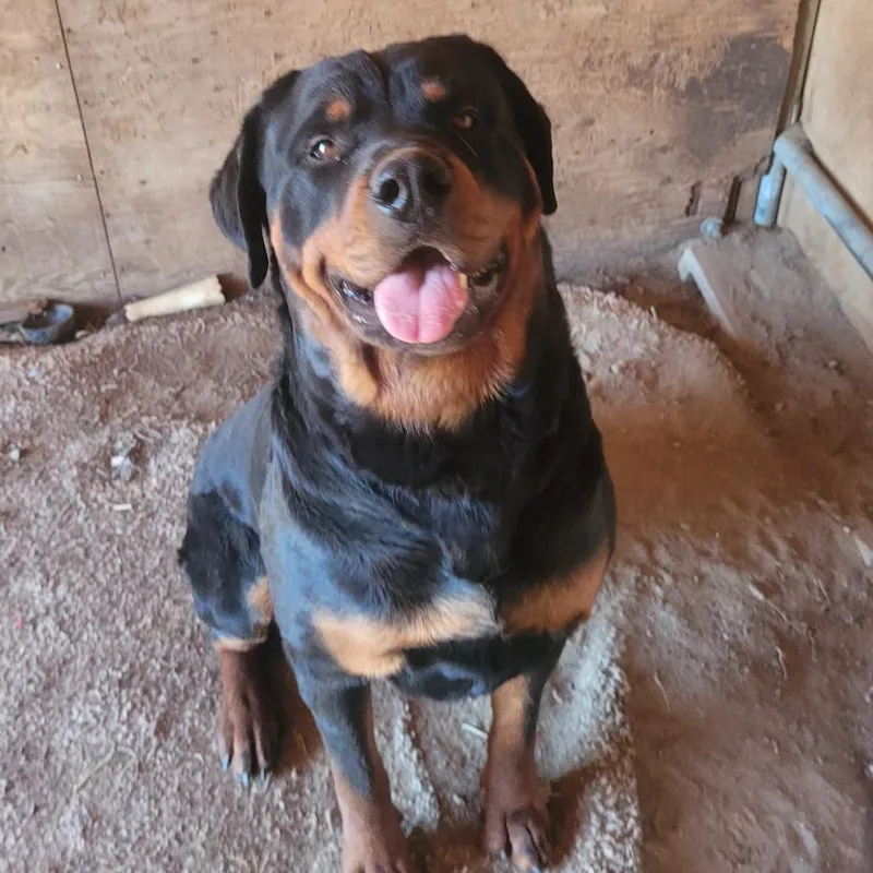 An adult extra large-sized male Rottweiler dog named Oso for adoption in Reno, NV