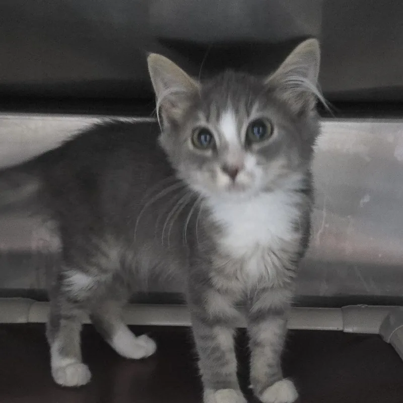 A baby small-sized female Gray / Blue / Silver Domestic Medium Hair cat named Story for adoption in Yanceyville, NC