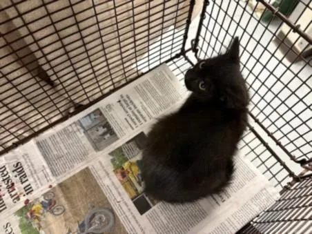 A baby small-sized female Domestic Short Hair cat named Snickersnee for adoption in Chatsworth, CA
