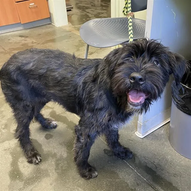 A young medium-sized female Schnauzer dog named Cricket for adoption in Santa Cruz, CA
