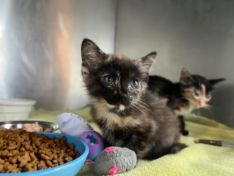 A baby medium-sized female Domestic Short Hair cat named Nadia for adoption in Murray, KY