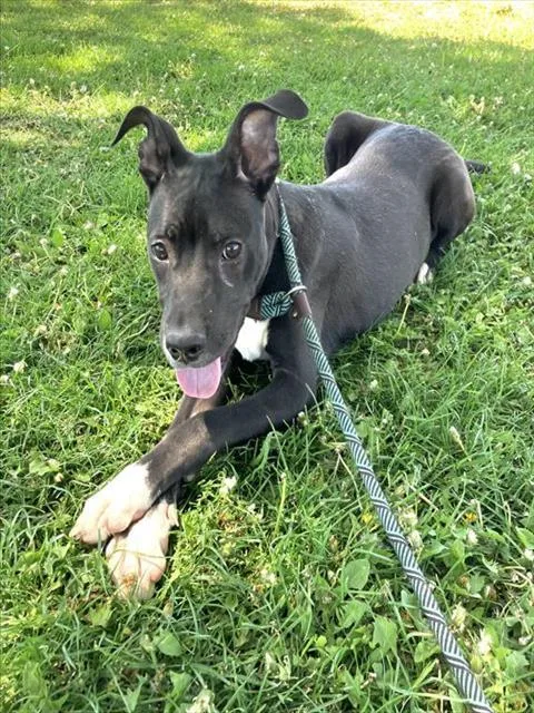 A young medium-sized female Pit Bull Terrier dog named Lucy for adoption in Albuquerque, NM