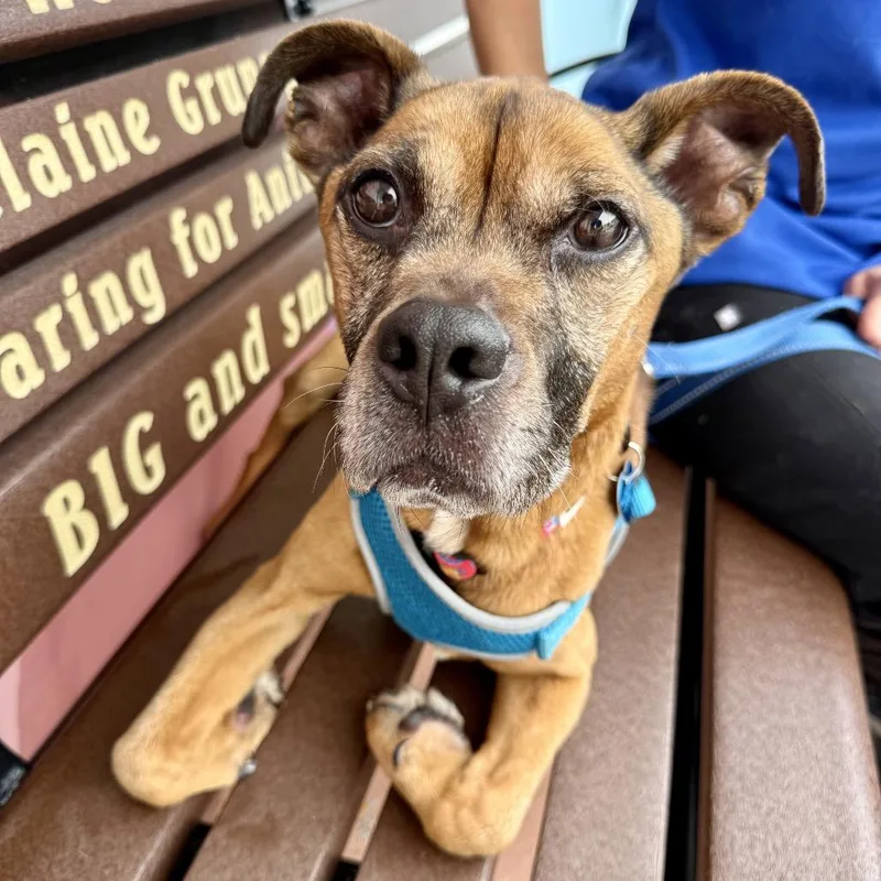 An adult small-sized male Yellow / Tan / Blond / Fawn Hound dog named Minot for adoption in Fort Lauderdale, FL
