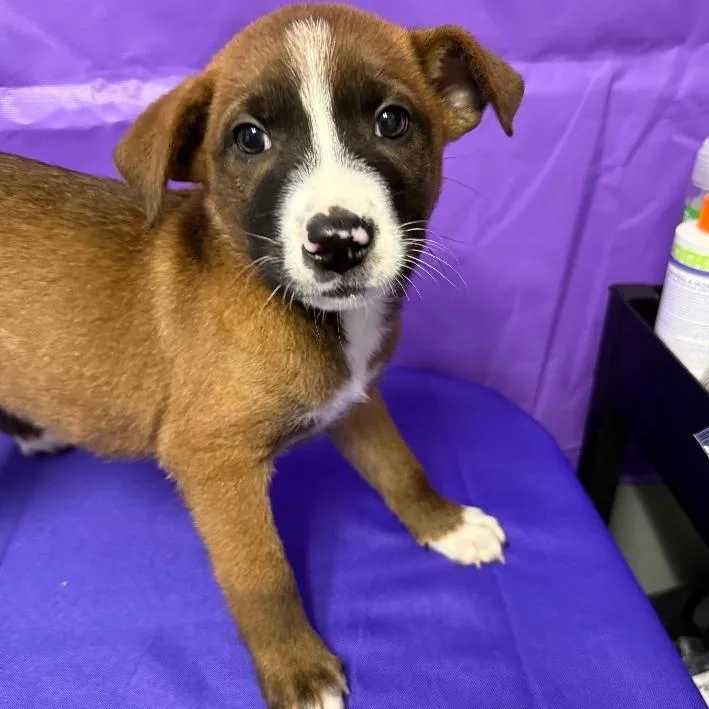 A baby medium-sized female Brown / Chocolate Labrador Retriever dog named Buttermilk for adoption in North Myrtle Beach, SC