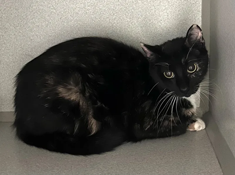 An adult medium-sized female Calico Domestic Short Hair cat named Azande for adoption in Mason City, IA