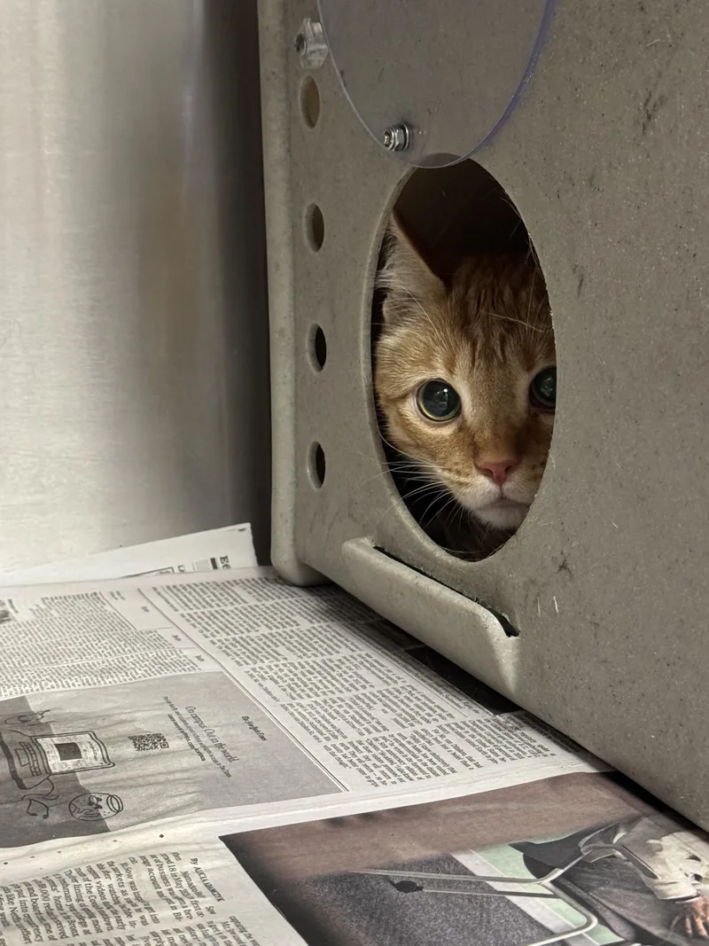 A young large-sized male Domestic Short Hair cat named Aang for adoption in Los Angeles, CA