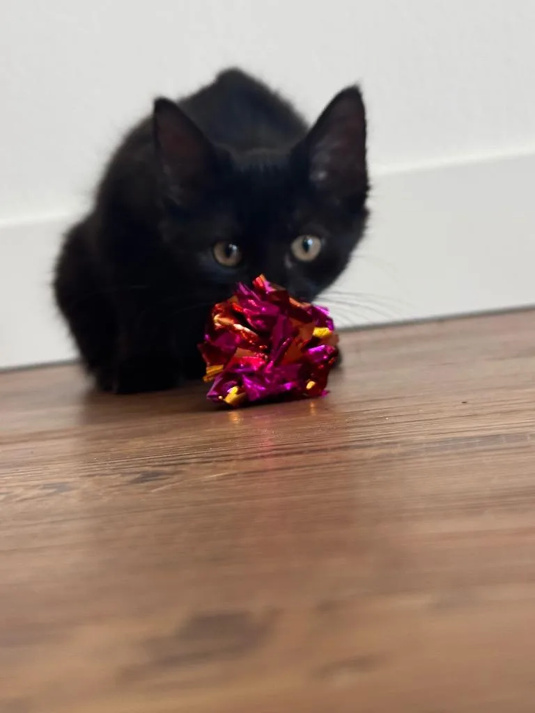 A baby small-sized female Domestic Long Hair cat named Gigi for adoption in Lewisville, TX