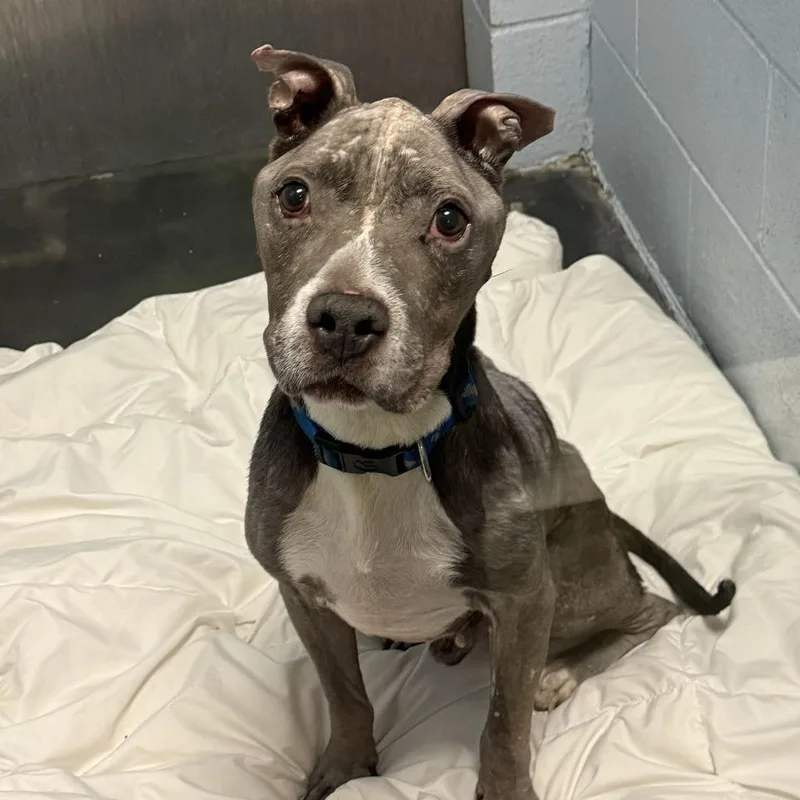An adult medium-sized male Gray / Blue / Silver Pit Bull Terrier dog named Mothman for adoption in Las Vegas, NV