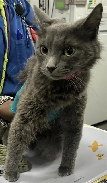 A young small-sized female Domestic Long Hair cat named Grayme for adoption in Upper Marlboro, MD