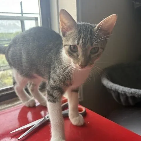 A baby small-sized female Tabby (Brown / Chocolate) Domestic Short Hair cat named Cayenne for adoption in Brooklyn, NY