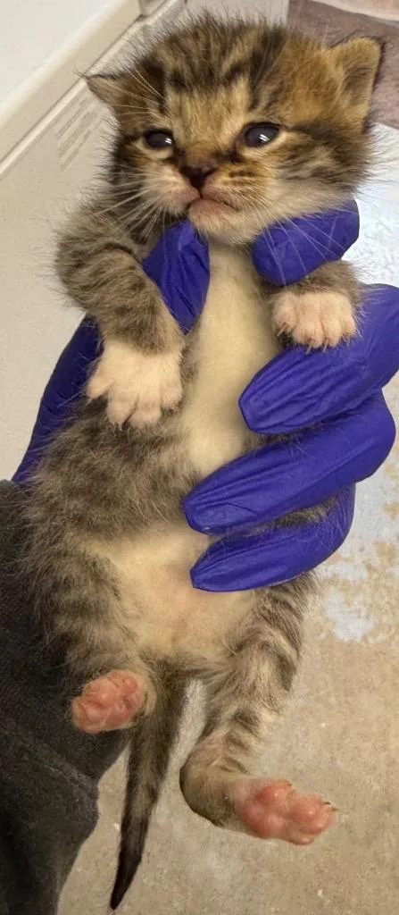 A baby small-sized female Domestic Short Hair cat named Meowaukee for adoption in Greencastle, IN