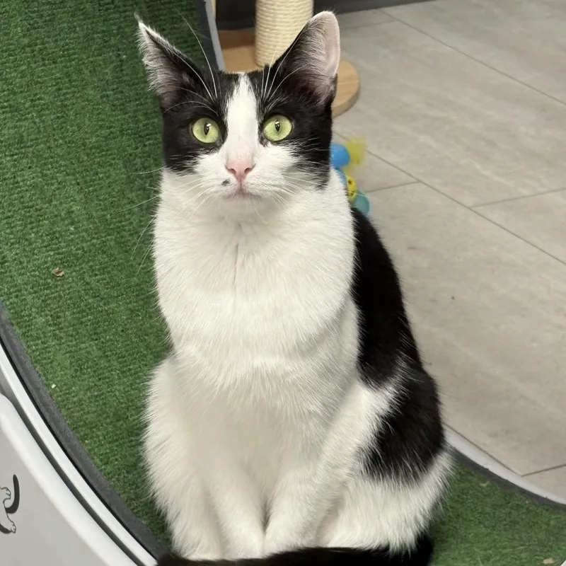 An adult medium-sized male Black Domestic Short Hair cat named Muffin ARC for adoption in Akron, NY