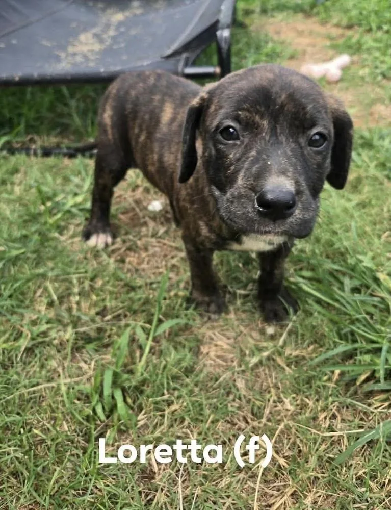 A baby medium-sized female Pit Bull Terrier dog named Loretta for adoption in Wenonah, NJ