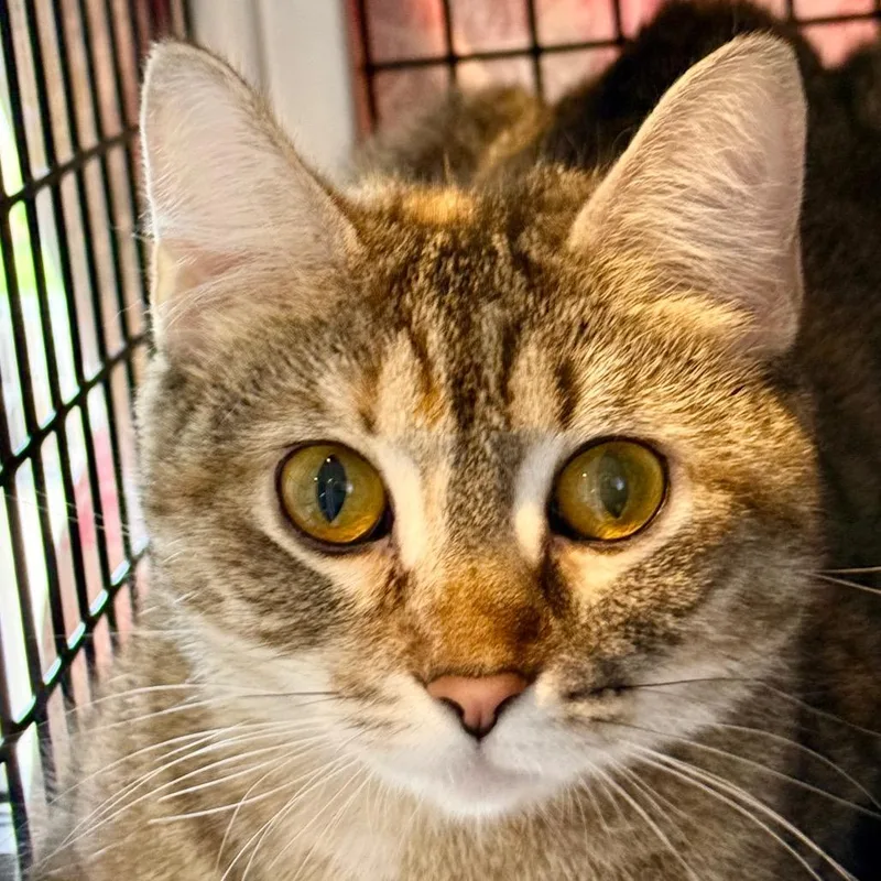 A young medium-sized female Brown / Chocolate Domestic Short Hair cat named Adora for adoption in Chicago, IL
