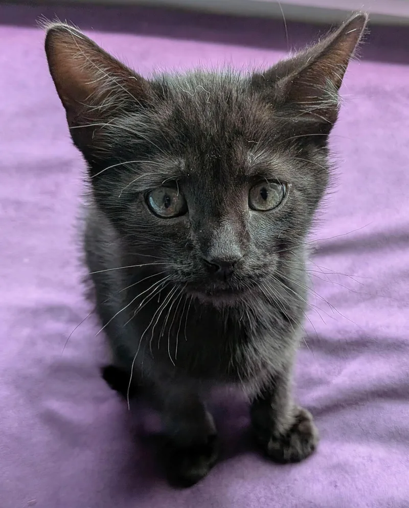 A baby medium-sized male Black Domestic Short Hair cat named Mordecai for adoption in Hyattsville, MD