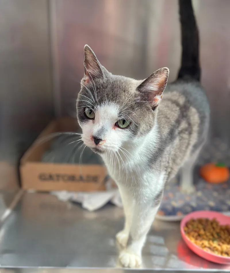 An adult medium-sized male Gray & White Domestic Short Hair cat named Pudding for adoption in Seville, OH