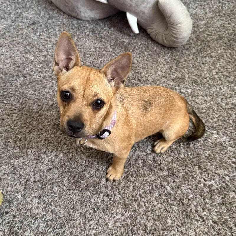 A baby small-sized female Brown / Chocolate French Bulldog dog named Gia for adoption in Sherman Oaks, CA