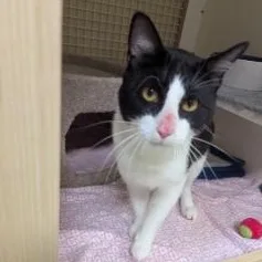 A young medium-sized male Black Domestic Short Hair cat named Frederick for adoption in Annapolis, MD