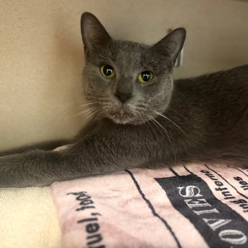 An adult medium-sized female Gray / Blue / Silver Domestic Short Hair cat named Lucy for adoption in Wheeling, IL