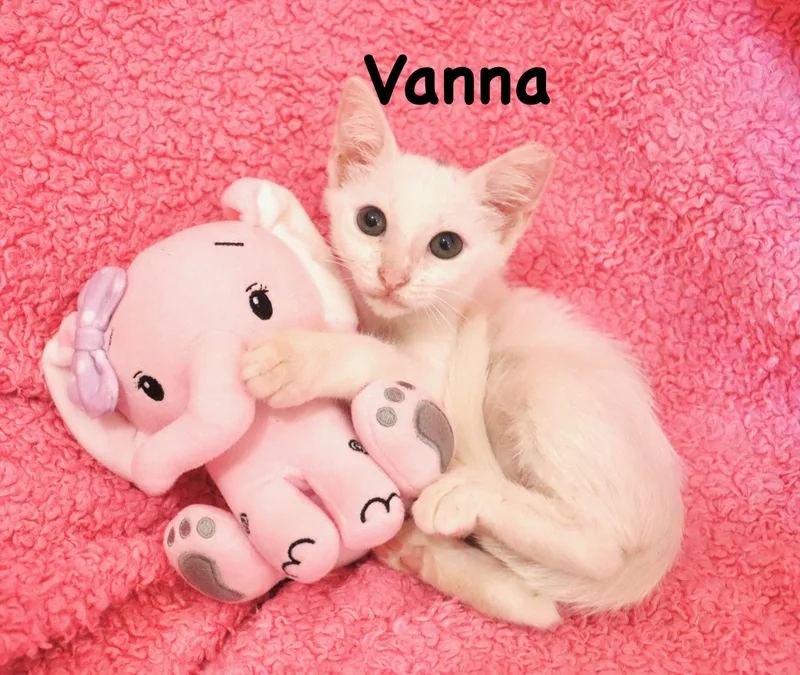 A baby medium-sized female White Turkish Van cat named Vanna for adoption in Saint Augustine, FL