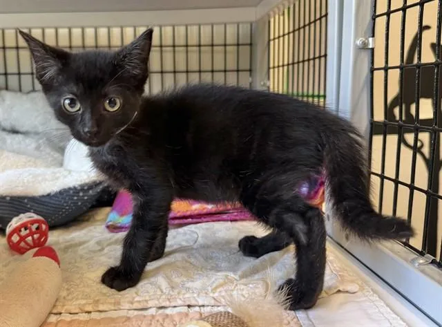 A baby small-sized male Domestic Short Hair cat named Oliver for adoption in Sarasota, FL