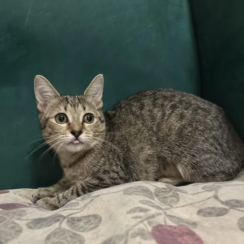 A baby small-sized female Tabby (Buff / Tan / Fawn) Domestic Short Hair cat named Street Car for adoption in Richmond, VA