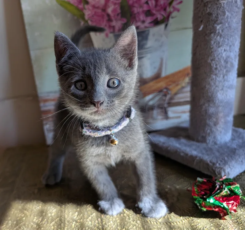 A baby small-sized female Gray / Blue / Silver Domestic Short Hair cat named Kuromi for adoption in Bayonne, NJ