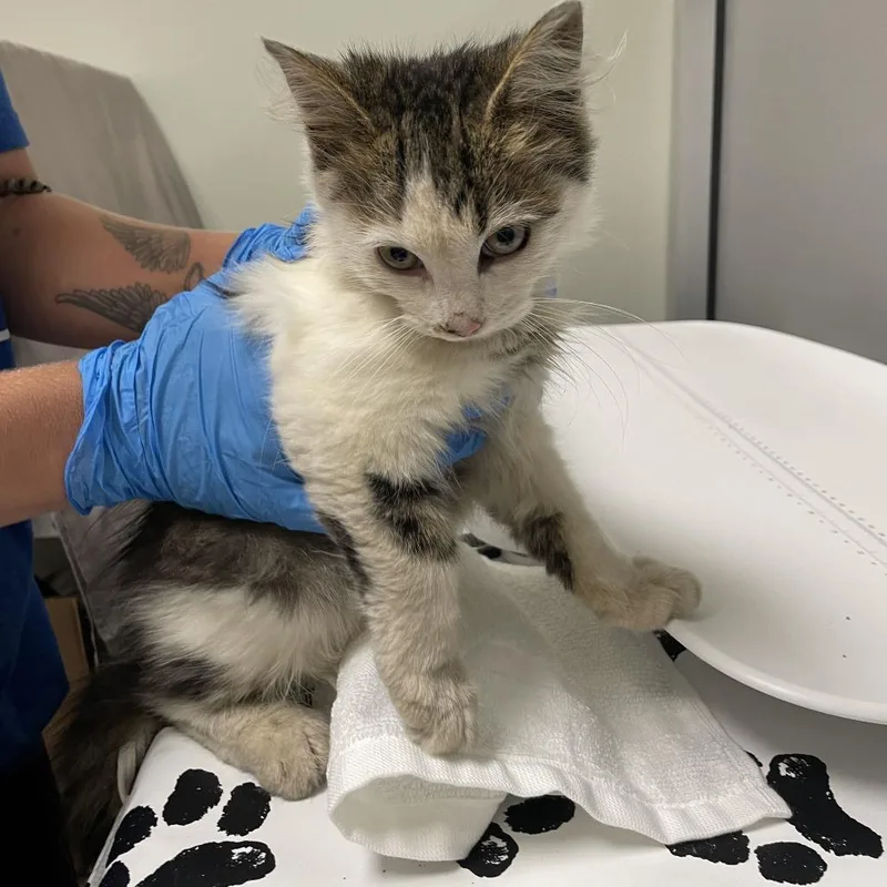 A baby small-sized male Domestic Medium Hair cat named Grotto for adoption in Wilmington, DE