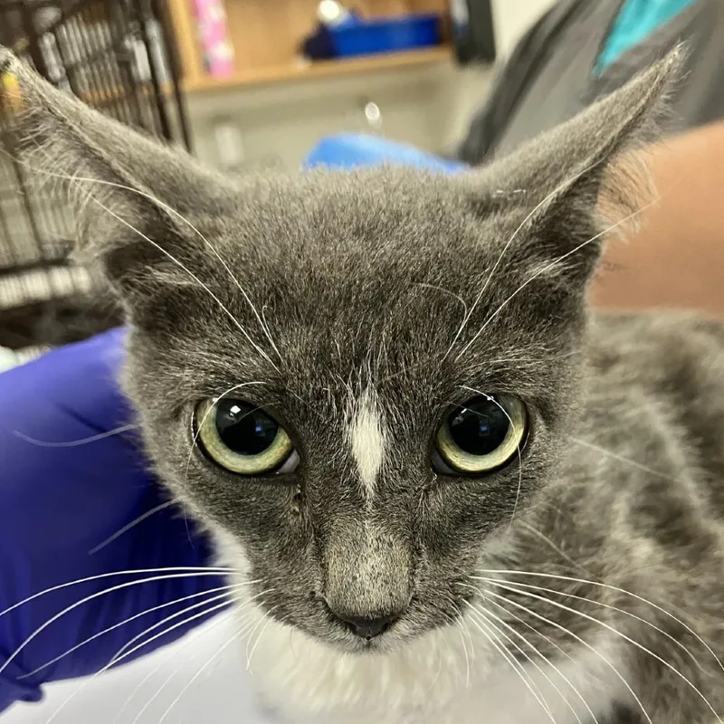 A baby small-sized male Domestic Short Hair cat named 111843 for adoption in Las Cruces, NM