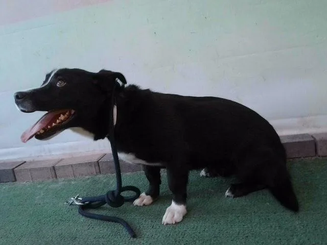 A young large-sized male German Shepherd Dog dog named Shadow for adoption in Baldwin Park, CA