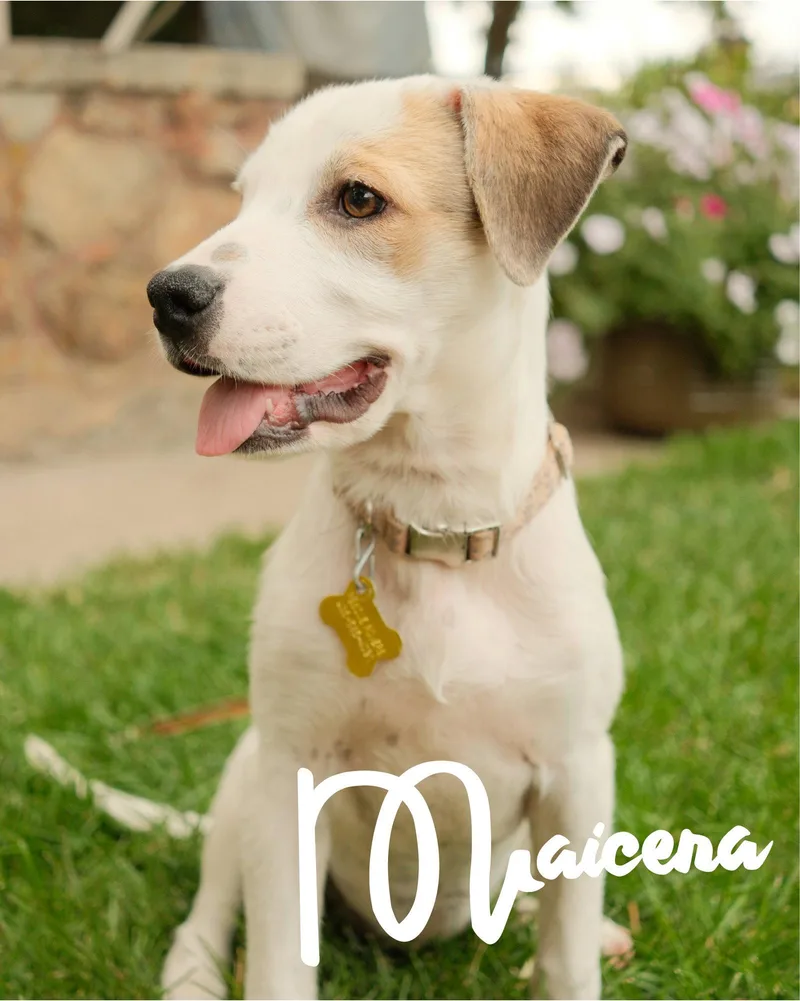 Maicena