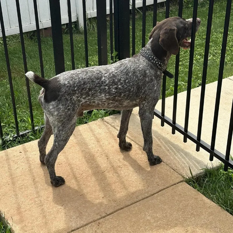 A senior small-sized male Brown / Chocolate German Wirehaired Pointer dog named Chewy for adoption in Santa Rosa, CA