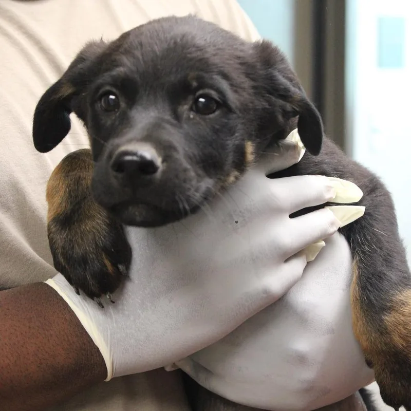 A baby small-sized male Black Shepherd dog named Chocolate Chess Pie for adoption in Cleveland, MS