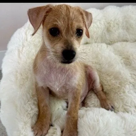 A baby small-sized male Terrier dog named Charlie for adoption in Lake Hopatcong, NJ