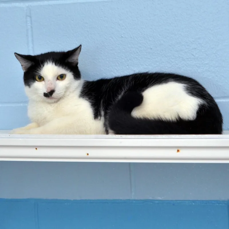 Domino