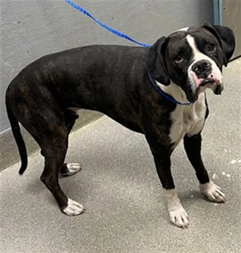 A young medium-sized male Boxer dog named Carnelo for adoption in Las Vegas, NV
