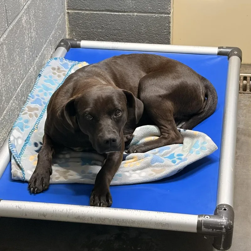 An adult small-sized female Black Labrador Retriever dog named Dove for adoption in Franklin, NC