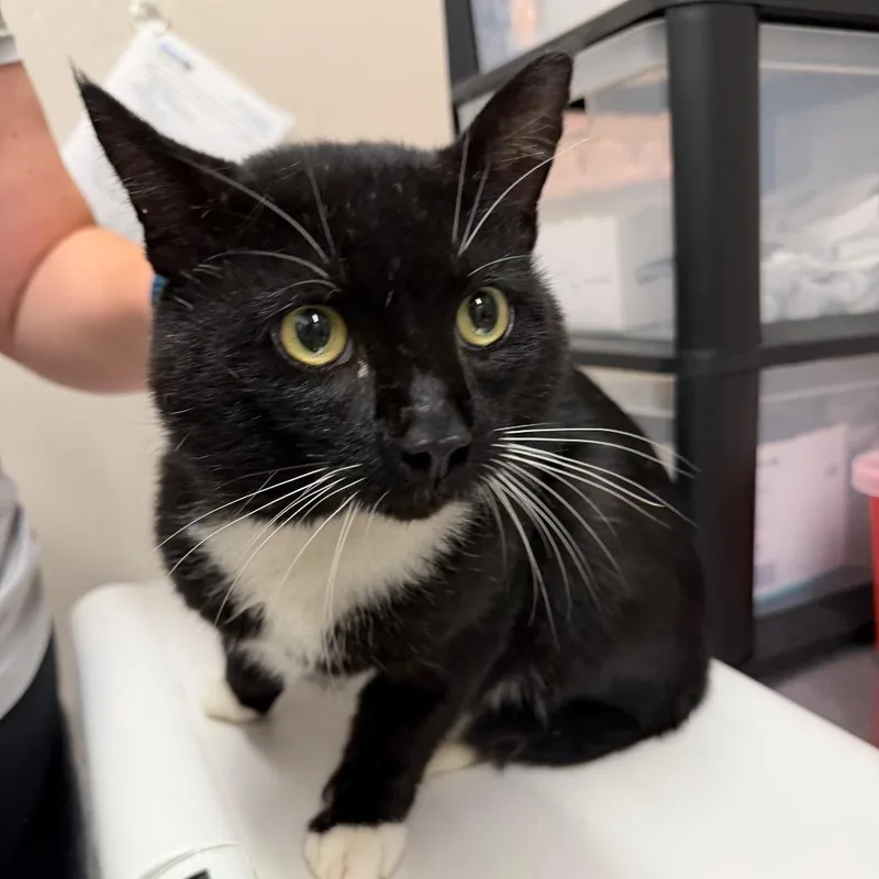 An adult small-sized male Black Domestic Short Hair cat named Tom for adoption in Morganton, NC