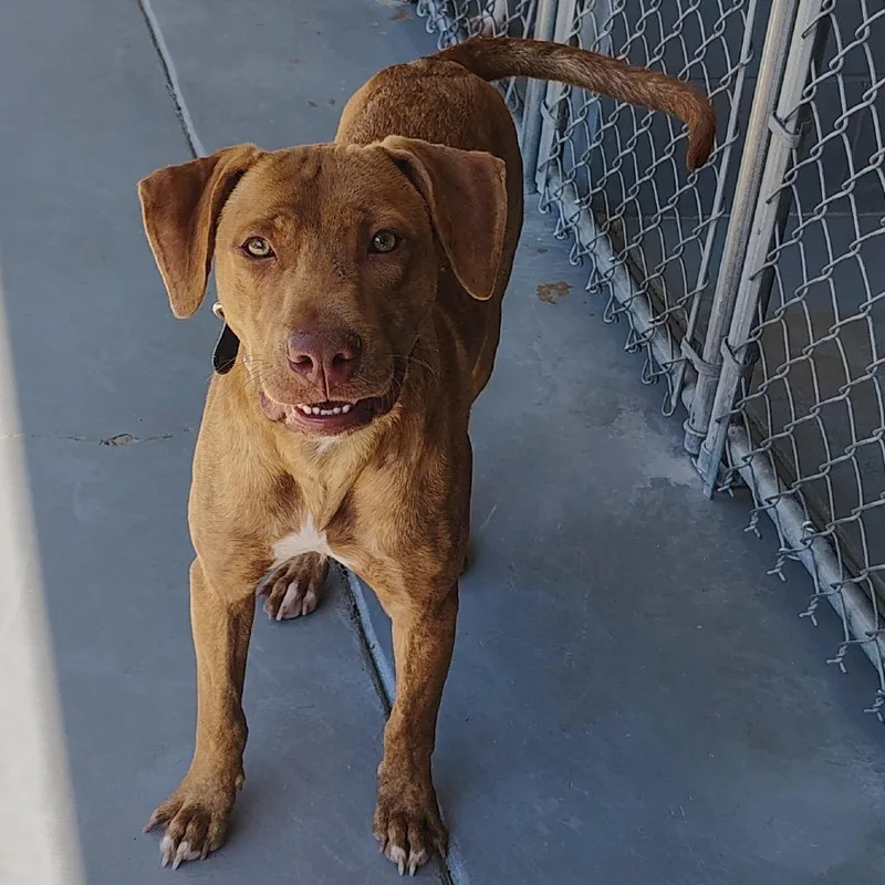 A young medium-sized male Yellow / Tan / Blond / Fawn American Bulldog dog named Major for adoption in Starkville, MS