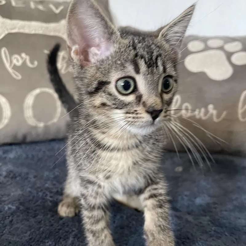 A baby small-sized male Brown / Chocolate Domestic Short Hair cat named Mack  Chino Hills for adoption in Chino Hills, CA