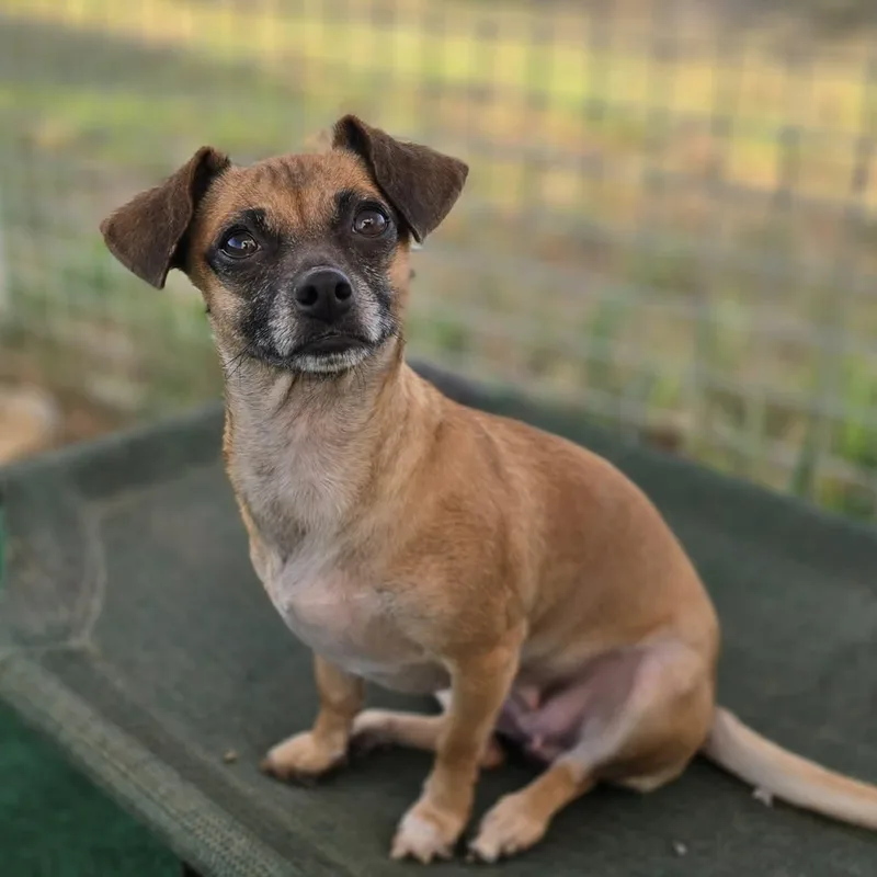 An adult small-sized female Chihuahua dog named Moira for adoption in Justin, TX