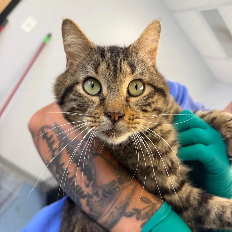 An adult medium-sized male Gray / Blue / Silver Domestic Short Hair cat named Tippy Toes for adoption in Watertown, NY