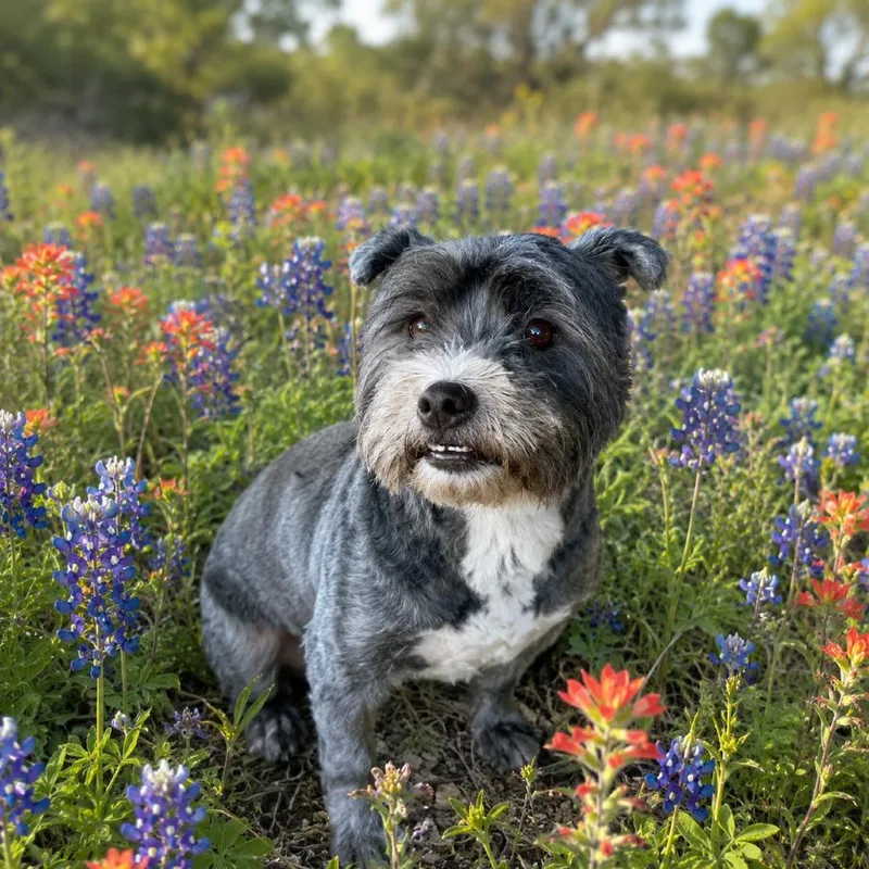 An adult medium-sized female Gray / Blue / Silver Terrier dog named Princess for adoption in Bastrop, TX