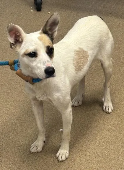 An adult small-sized female Mixed Breed dog named Teri Boot for adoption in Chamblee, GA