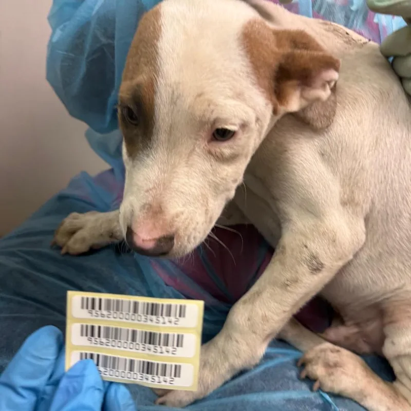 A baby small-sized male White / Cream Mixed Breed dog named AyYo for adoption in Charleston, WV